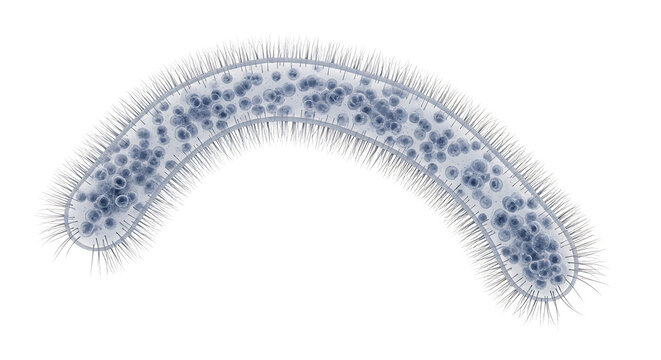 A detailed illustration of a segmented worm with hair-like appendages and blue spots on its body