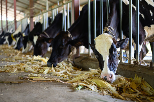Close up dairy cow eating feed in modern barn, agriculture concept