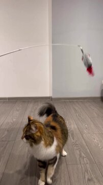 Calico cat excitedly plays with a mouse wand toy indoors