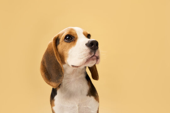 The dog sits on a light beige floor and looks up with interest.