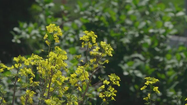 満開の菜の花