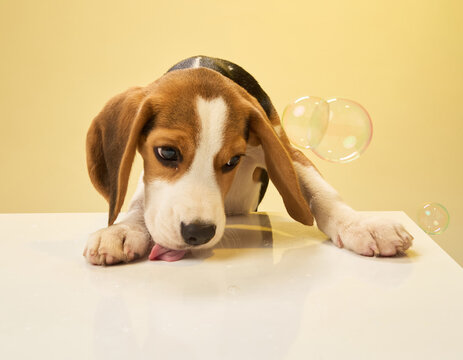 A beagle pup rests its chin on a glossy surface surrounded by transparent floating bubbles. The yellow lighting gives a warm tone to the image.