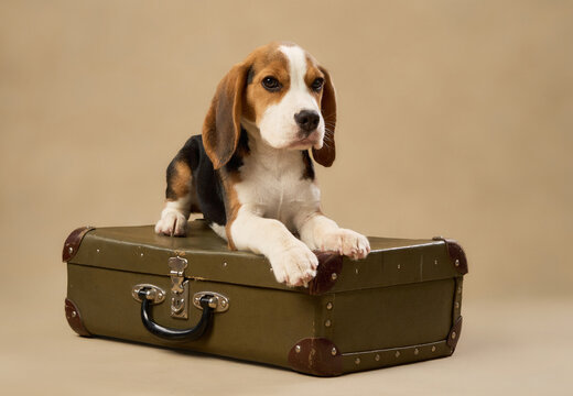The young dog leans over a suitcase while gazing at something to the side.