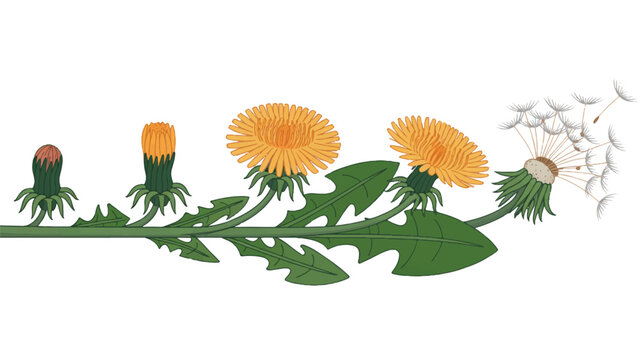 Dandelion flower plant stages from bud to seed dispersal