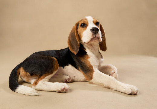 The tricolor beagle relaxes in a lying pose with a soft beige backdrop.