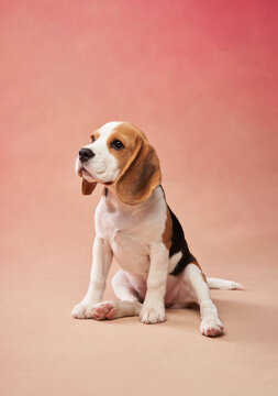A beagle stands attentively on a pink gradient background, exuding curiosity and calmness. The vibrant tones enhance the dog's composed and charming demeanor.