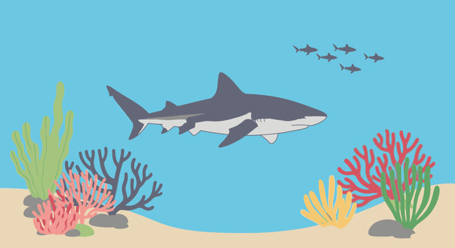 Gray shark swimming in ocean water.