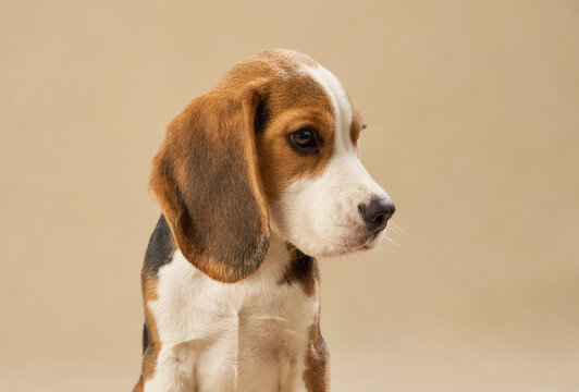 The tricolor dog turns its head while standing calmly under soft lighting.