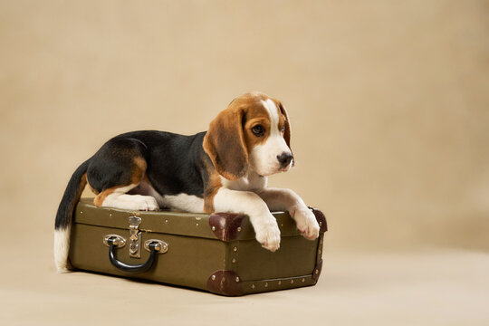 Two paws are raised on a suitcase as the puppy investigates its surface.