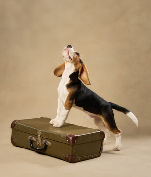 The puppy balances on a vintage suitcase and raises its nose, sniffing the air.