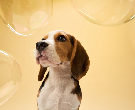 A beagle gazes upward toward translucent bubbles in the air. The yellow background and soft reflections add a magical feeling.