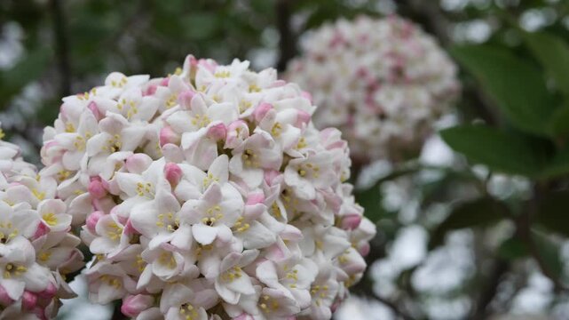 Camera pans around a blooming hydrangea in slow motion with a shallow depth of field.