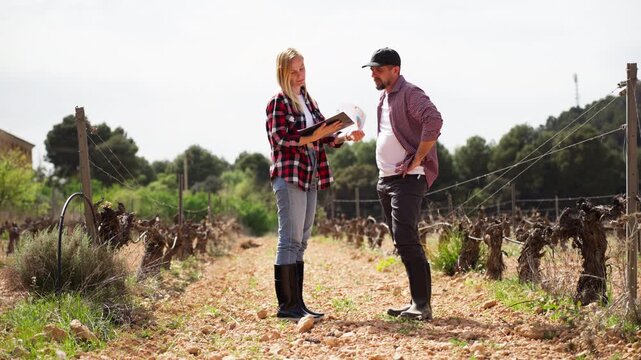 Two farmers, man and woman, stand in barren vineyard during late winter or early spring, discussing upcoming work and analyzing grapevines before growing season