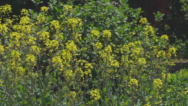 満開の菜の花