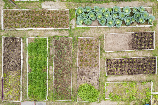 Aerial view of a vegetable garden with rectangular raised beds containing cabbage and leafy greens in Taiwan.