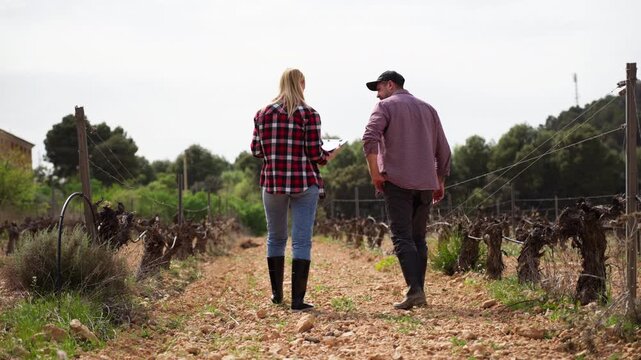 Two young farmers, man and woman,walk away from camera down dirt path between rows of grapevines, inspecting plants in vineyard during sunny day.Eco lifestyle and environmentally friendly farm concept