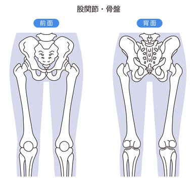 骨盤と股関節　　前面　背面