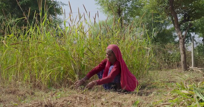 Indian elderly mature lady woman wear saree cover head sitting do farm filed work outdoor rural area. Female elder use hand sickle cutting green tall fodder grass new day time outside village place