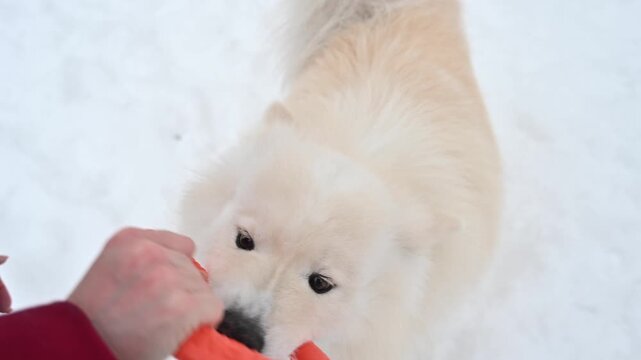 A Samoyed dog plays puller with its owner during a winter walk.