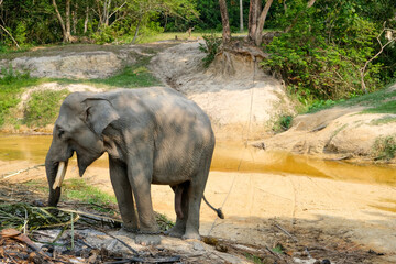 Fototapeta premium The playful innocence of a young Sumatran elephant at Minas Elephant Training Center, Riau