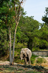 The Sumatran Elephant at the Minas Training Center, Riau. A powerful symbol of Indonesia's wild heritage and the ongoing journey of conservation © renipurnama