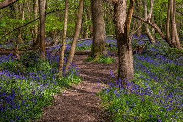 Obraz premium Bluebells at Norsey Wood in Essex, UK