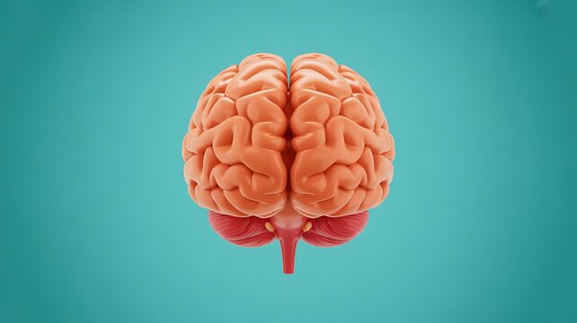 Human brain, 3D illustration, cerebral cortex, neuroscience, anatomy