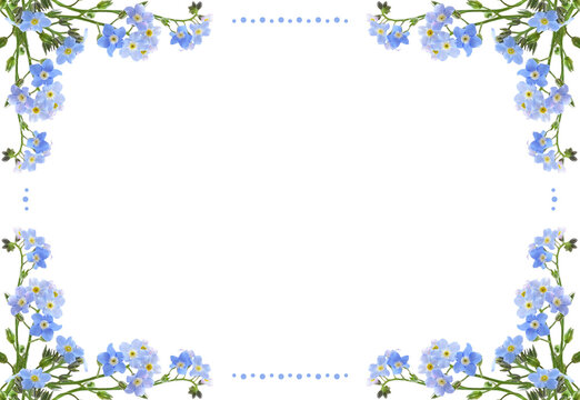 Blue forget-me-not flowers in a spring frame isolated on white or transparent background