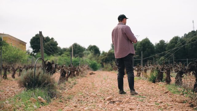 Professional vintner in a cap walking down a path in a vineyard.Man checking vineyard rows during agricultural work. Farming process, crop monitoring and rural production concept.