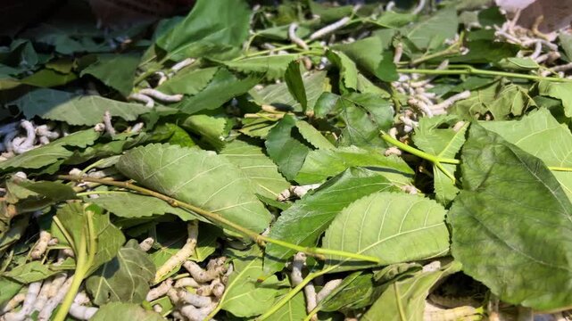 Silkworms mulberry leaves Many silkworms eating mulberry leaves Hoi An Silk Village, Hoi An, Vietnam, Vietnam silk factory, Silk weaving Hoi An, Traditional silk village Vietnam