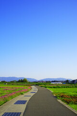 Naklejka premium 青空と続く一本道 シンプルな田園風景（大阪南部）