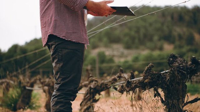 Farmer inspecting vineyard and reviewing documents on clipboard before growing season. Agricultural preparation, crop planning and field analysis concept.