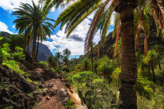 Wundersch&ouml;n gelegener Wanderweg im Barranco de Arure auf La Gomera