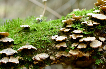 Naklejka premium Wild Mushrooms and Green Moss on Tree Trunk. Close-up of wood-decay fungi (bracket mushrooms) growing on a fallen log covered in bright green moss. Natural forest ecosystem and woodland biodiversity