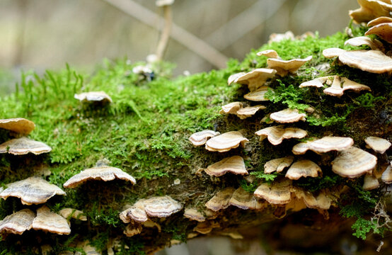 Wild Mushrooms and Green Moss on Tree Trunk. Close-up of wood-decay fungi (bracket mushrooms) growing on a fallen log covered in bright green moss. Natural forest ecosystem and woodland biodiversity