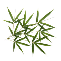 Fototapeta premium Cluster of delicate bamboo leaves growing naturally in a scattered arrangement