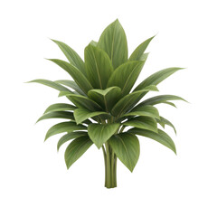 Fototapeta premium Fresh green sansevieria plant with long pointed leaves