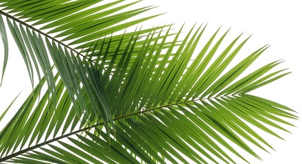 Fototapeta premium The intricate and elegant fronds of a lush green palm leaf showcasing nature’s architectural beauty