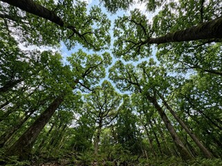 Fototapeta premium Lush Green Forest Canopy Under Bright Blue Sky with Clouds in Vibrant Natural Setting