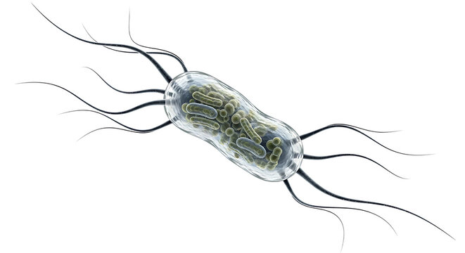The detailed illustration of a bacterium shows its flagella and internal structure on a white background.