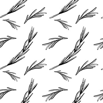 Rosemary seamless pattern in minimalist black and white vector line art. Botanical herb background for organic cosmetic packaging, aromatherapy label design, wellness branding and textile print