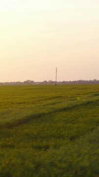 Car side window view of golden light sunset over green farm fields