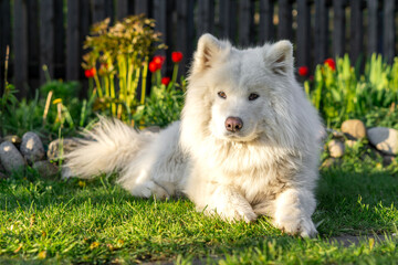 Majestic white Samoyed dog lying on green grass. Fluffy purebred Samoyed husky in a sunny garden. Dog is bathed in warm sunset light, with bright red flowers and a wooden fence in blurred background © Alena