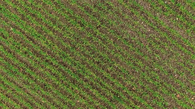 Endless agricultural field with growing crops aerial view. Working in farming enhancing land fertility. Agro enterprise, farming corporation, handling ranch operations, selling cereal grain