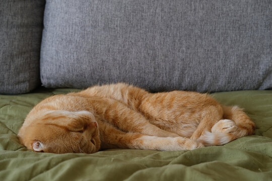 Orange cat sleeping on a sofa blanket indoor cozy scene, relaxed pet resting on cushions, warm fur and light create a calm home moment