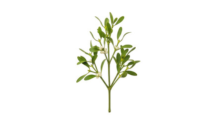 Fototapeta premium A small green plant with leaves on a white background