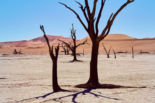 Ancient Camel Thorn Trees At Deadvlei, Namibia