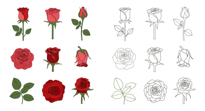 Collection of realistic vector illustrations and line art drawings of various red roses and rose leaves, perfect for floral design projects