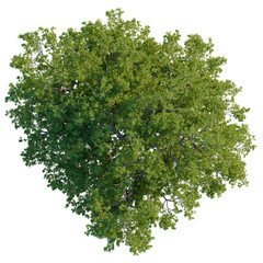 Full canopy Sessile Oak tree Quercus petraea top down view isolated on black background. © NguyenDuc