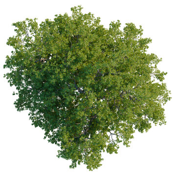Full canopy Sessile Oak tree Quercus petraea top down view isolated on black background.